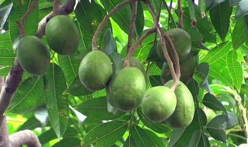 20 Spondias pinnata Seeds,  Wild Mango  Tree Seeds,   Indian hog plum,  Spondias mangifera, Mangifera pinnata