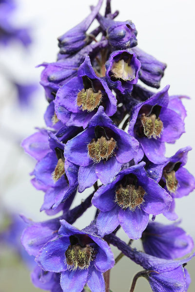 25 Delphinium elatum Seeds, Alpine Delphinium  Seeds, Candle Larkspur Seeds