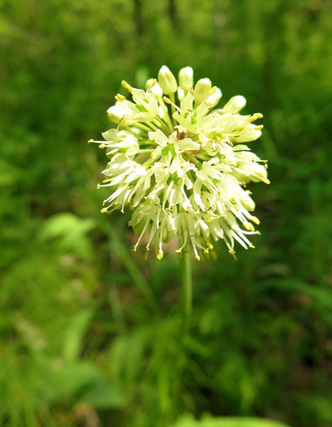 20 Allium microdictyon Seeds, Alpine   Seeds