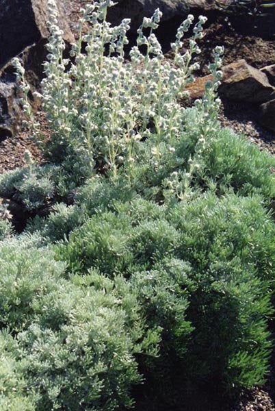 20 Artemisia alpina Seeds,   Alpina Artemisia Seeds