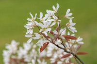 15  Amelanchier laevis Seeds ,Allegheny serviceberry Seeds ,