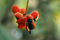 50  Sterculia guttata Seeds, Spotted Sterculia  Seeds