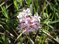 15 Daphne striata Seeds , Fairy Garland Flower Seeds