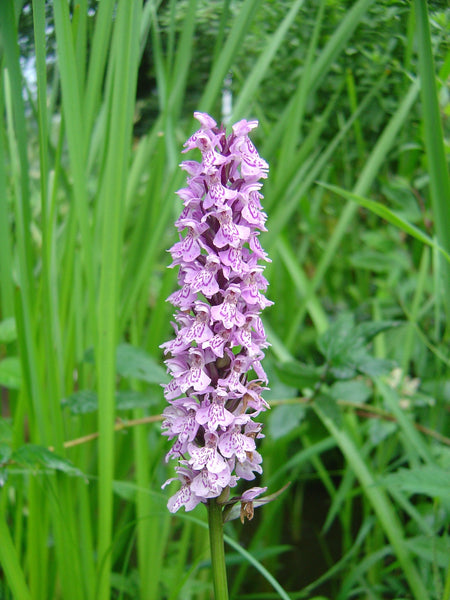 50 Dactylorhiza maculata,  heath spotted orchid  Seeds, moorland spotted orchid  Seeds