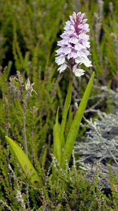 50 Dactylorhiza urvilleana Seeds, Marsh orchid Seeds , Spotted Orchid Seeds,