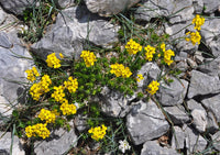 10 Draba scabra Seeds, Alpine Plant  Seeds