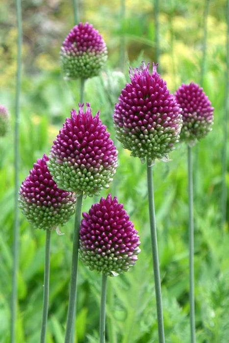 20 Allium sphaerocephalon Seeds, Round-headed leek Seeds , round-headed garlic Seeds , ball-head onion Seeds ,