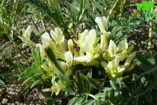 10 Astragalus fragrans Seeds, Astragalus  Seeds