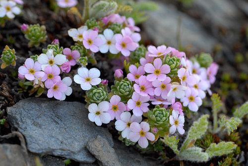 10 Arctostaphylos alpina Seeds, Alpine bearberry  Seeds