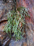 40 Asplenium septentrionale Seeds, Northern spleenwort Seeds,  Forked spleenwort  Seeds.