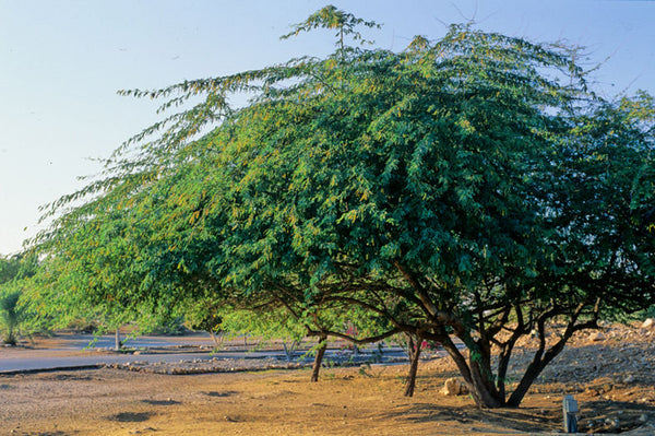 100 Prosopis juliflora Seeds , Algarroba, Seeds Honey mesquite Seeds, Mesquite Seeds , Mesquite bean Seeds